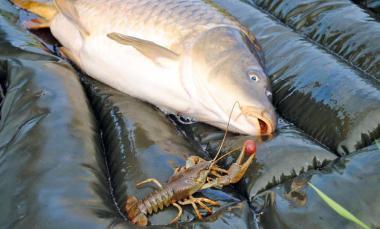 mai multe :) - q61.jpg